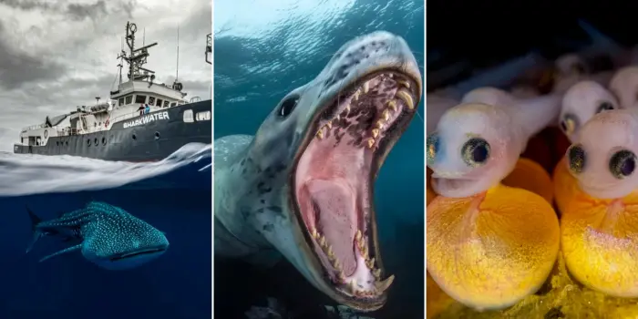 14 лучших снимков конкурса Ocean Photographer of the Year