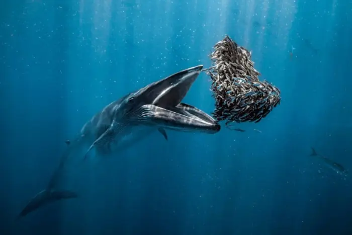 14 лучших снимков конкурса Ocean Photographer of the Year