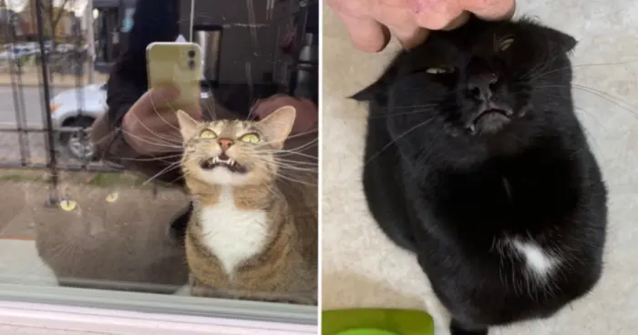 Коты, которым плевать на красоту и обаяние