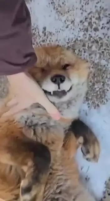 Почесушки