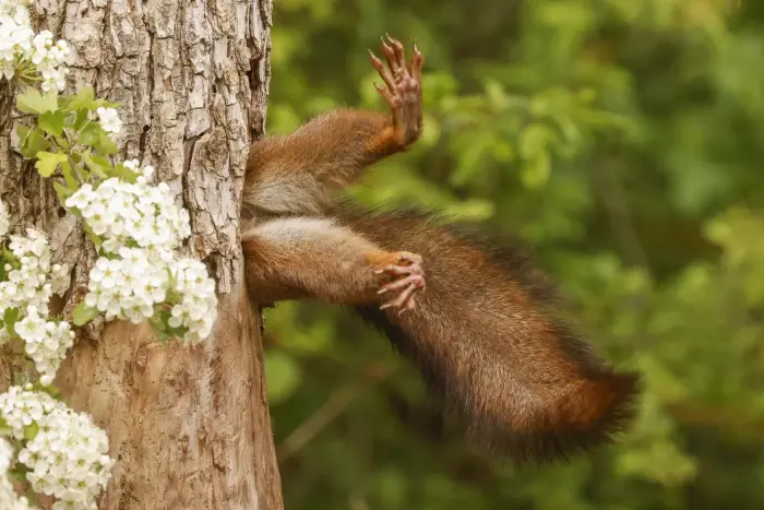 19 победителей Comedy Wildlife Awards: белка и лягушка в необычных моментах