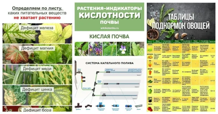 Шпаргалки для дачника от посадки до удобрения