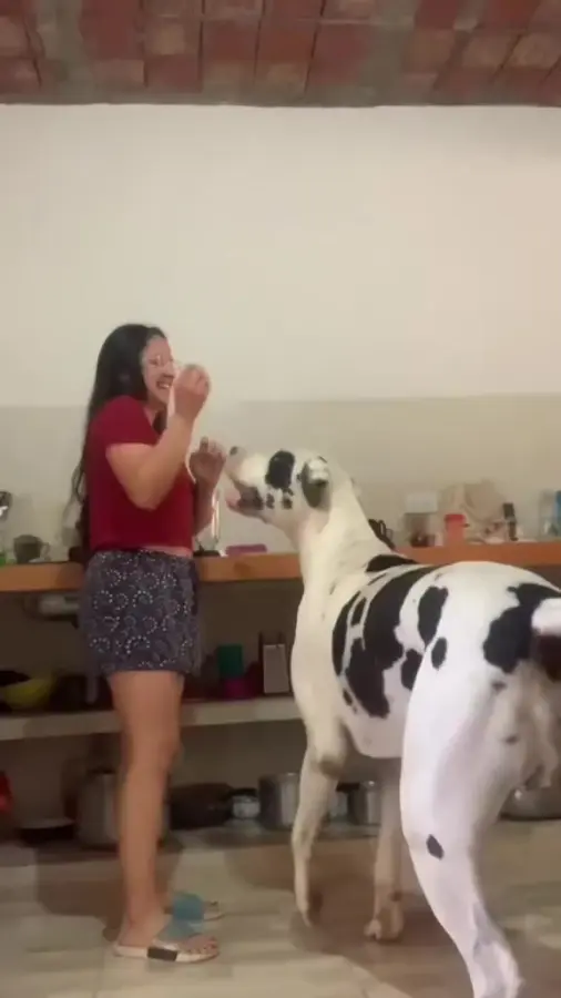 Большие собаки