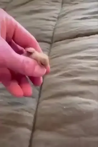 Давно не было милых цыплят в ленте