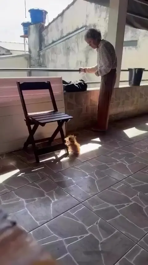 Милота дня, дикобразик