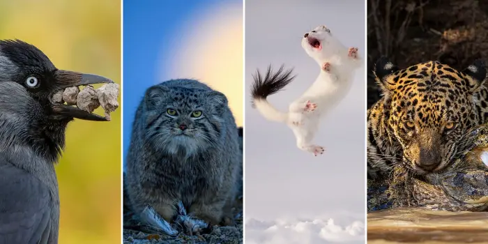 Эти 14 снимков вышли в финал престижного конкурса Wildlife Photographer of the Year