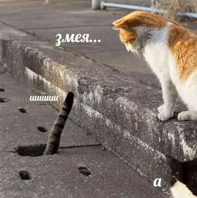 Юмор, мемы и немного интеллектуального отпуска