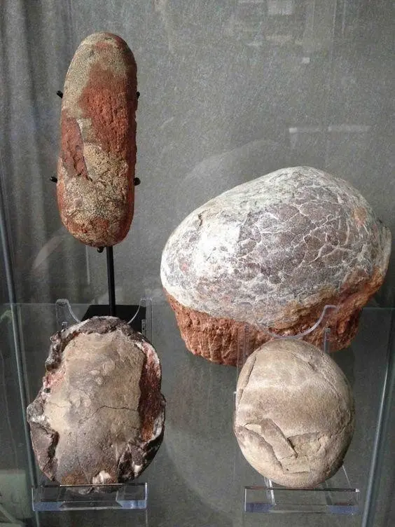 Яйца динозавров