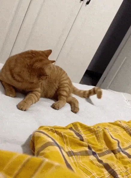 Коллекция забавных гифок