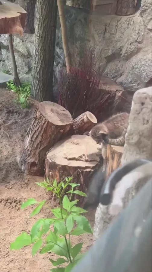 Коськин конкурент