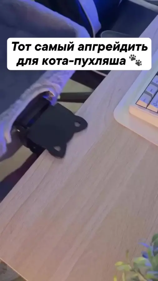 Котики всегда должны быть как можно ближе)