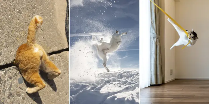 Коты-шпионы, летающие собаки и другие финалисты Comedy Pet Photo Awards