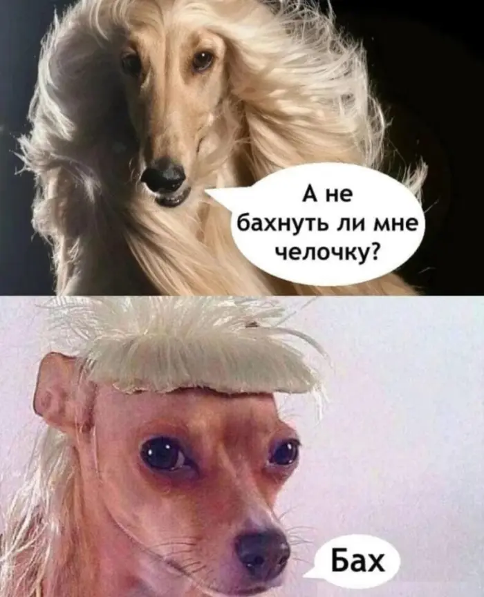 Мемный экспресс отправляется: следующая остановка — смех 🚂😂