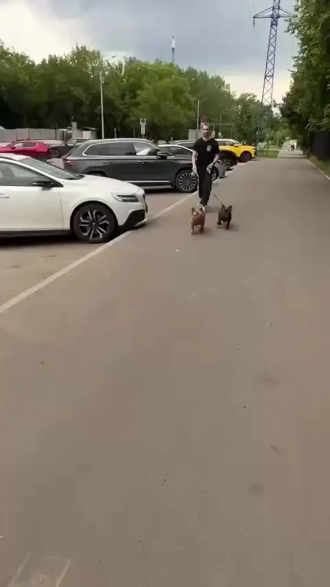 Утренняя встреча с собакой