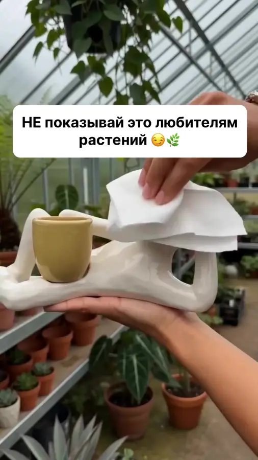 Кактус пока еще маленький
