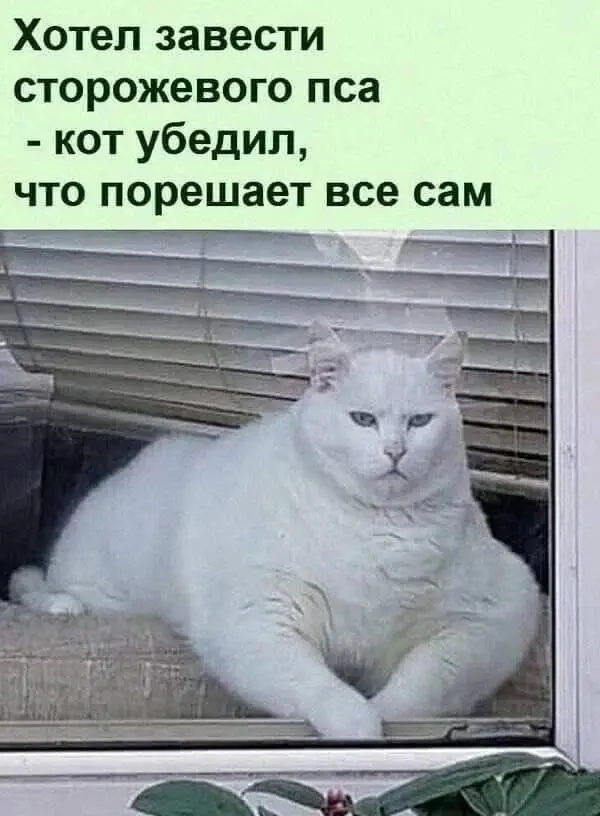Порция хорошего настроения