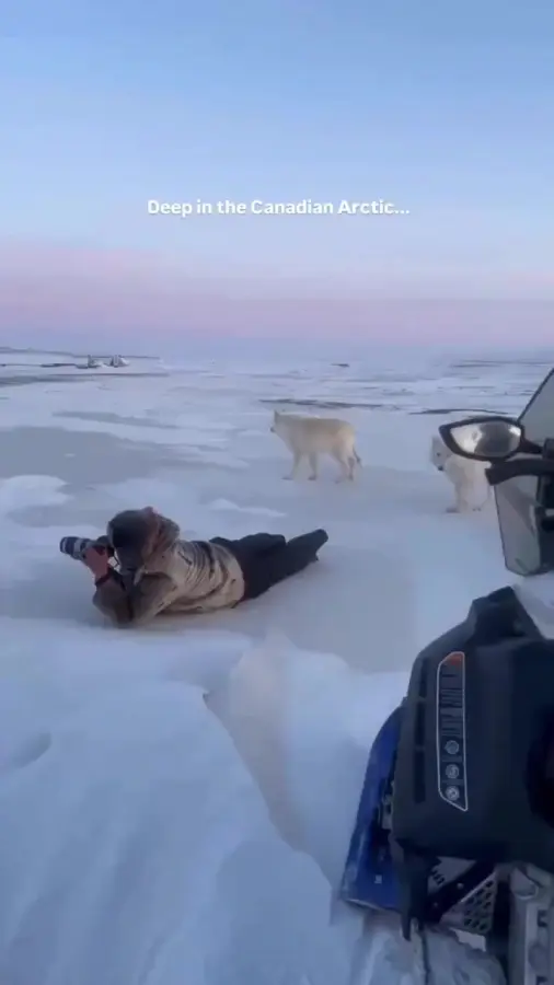 Придет беленький волчок, кувырнется на бочок...