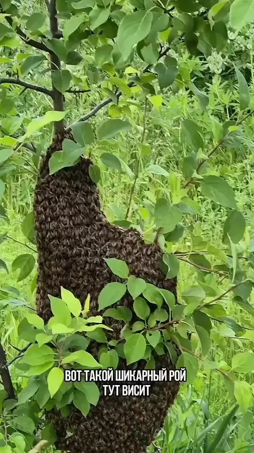 Рой