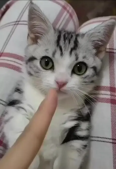 Розовая пипка)