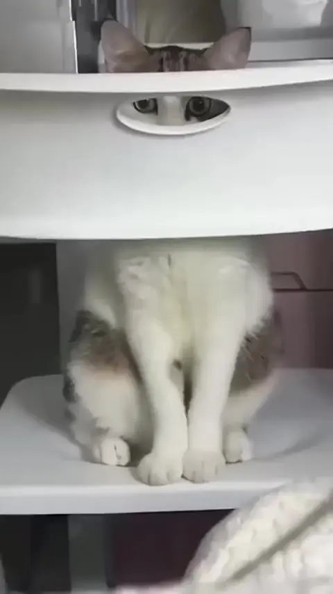 Шпионят