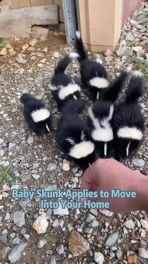 Скунсёныши