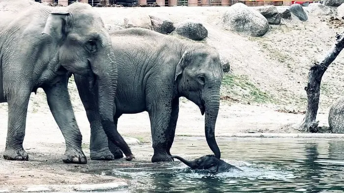 Слоны пришли на помощь детенышу, оказавшемуся в воде