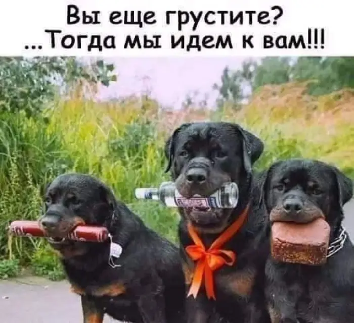 Смех без повода: мемы и картинки