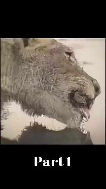 Спасение львицы
