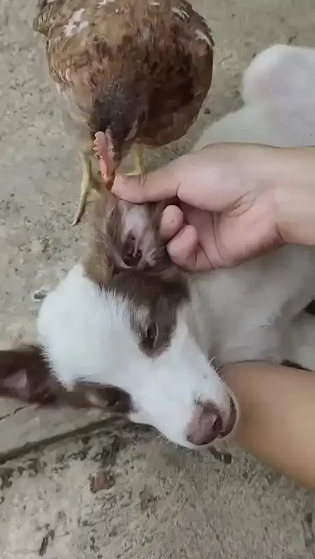 Средство от клещей