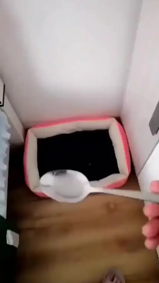 Живой квадрат Малевича