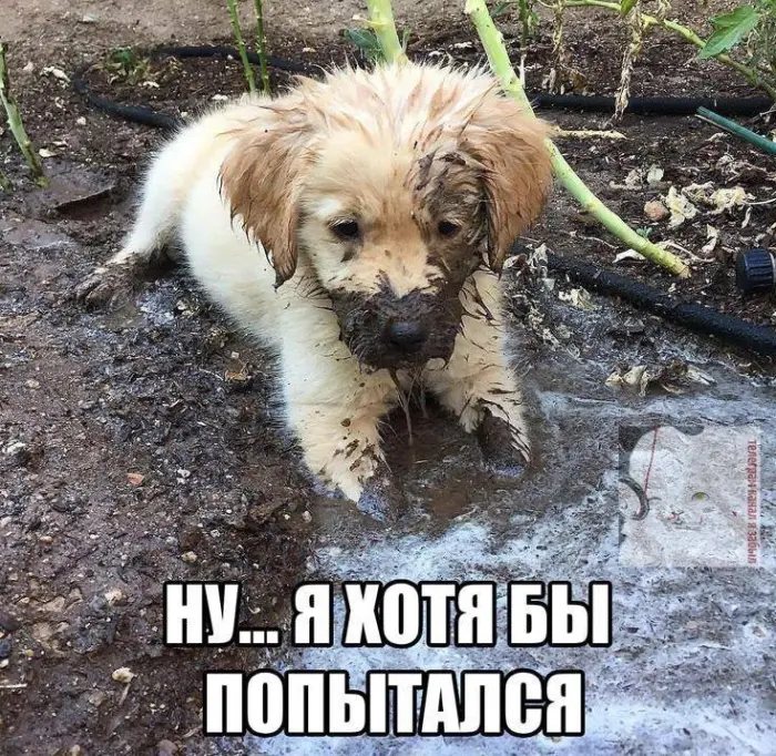 Пачка нелепых мемов, чтобы поднять себе настроение