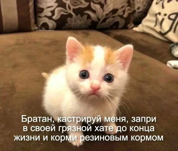 Подборка абсурдных мемов для поднятия настроения