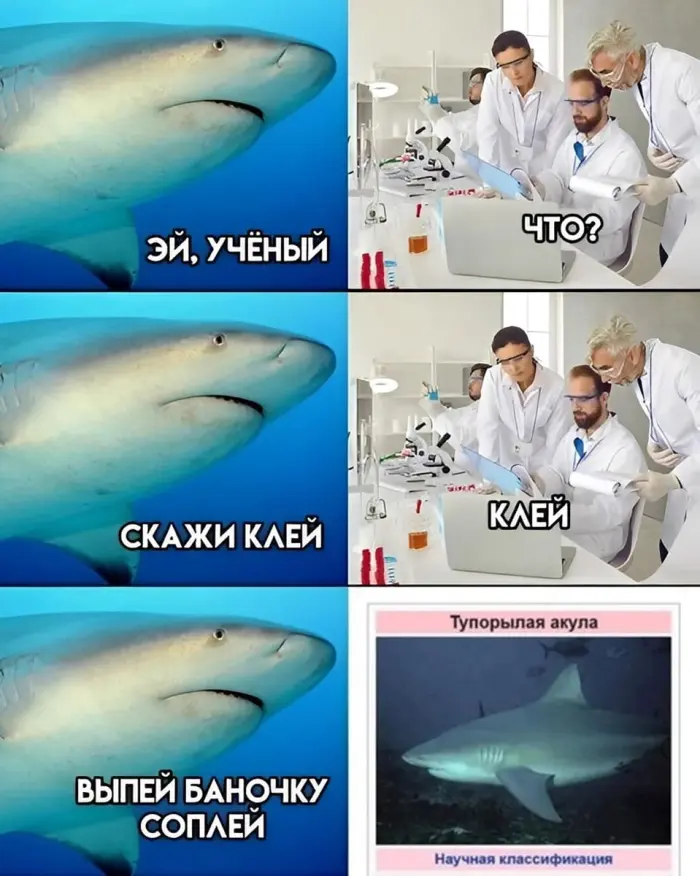Какие акулы действительно охотятся на людей и в чём их опасность