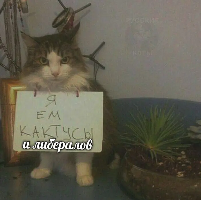 Подборка глупых шуток для поднятия настроения