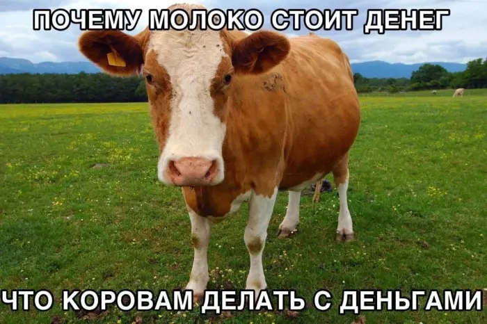 Когда логика отдыхает, лучшие абсурдные мемы