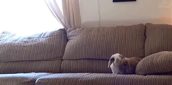 Гифки обо всём понемногу