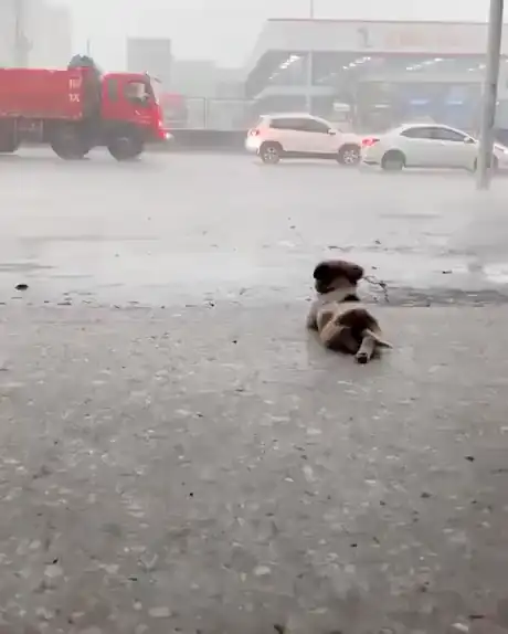 Дождец