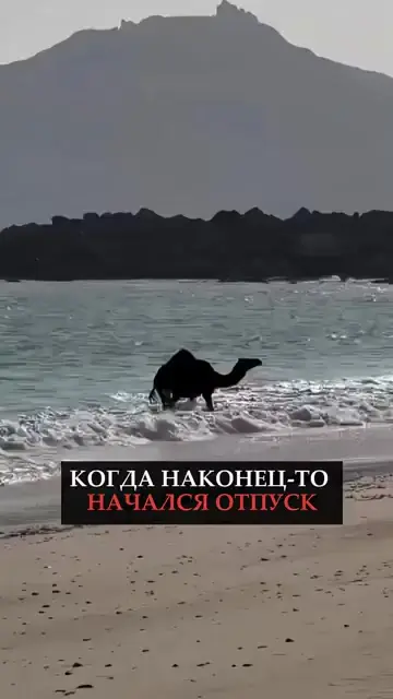 Хочу быть как верблюд, а не так