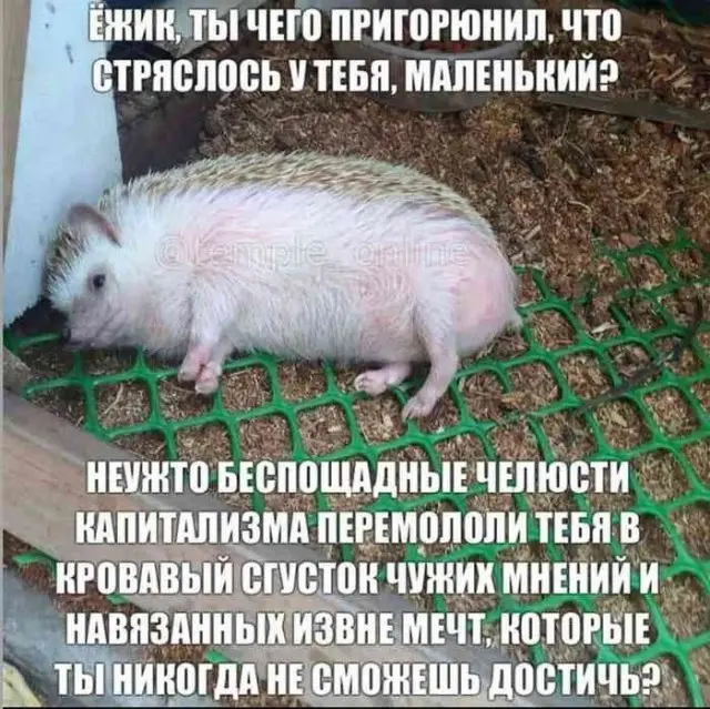 Хорошее настроение в картинках