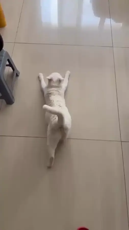 Хорошо, когда кот хозяйственный :)