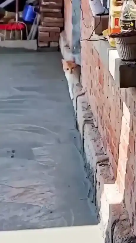 Я старался как мог...