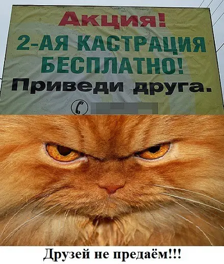 Когда хочется просто посмеяться: юмор и картинки