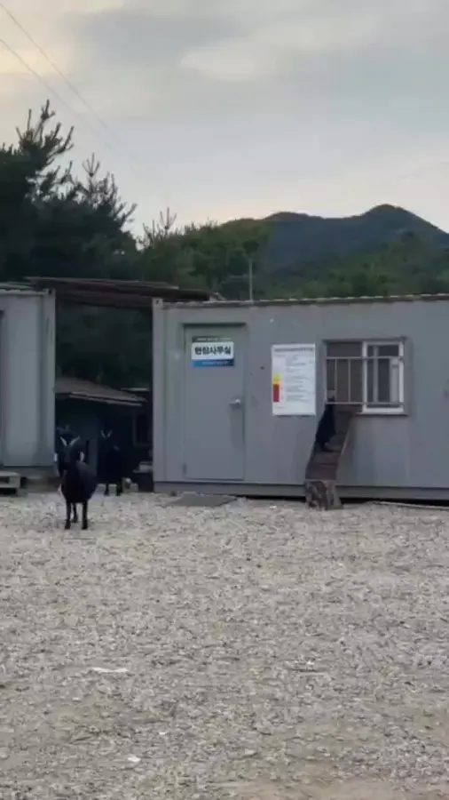 Котейки и зрители