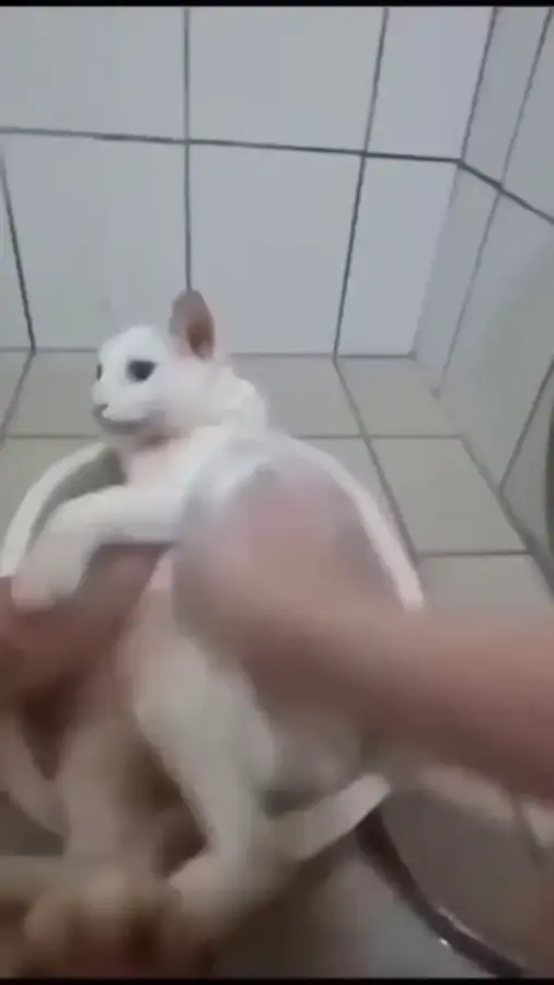 Котмойка