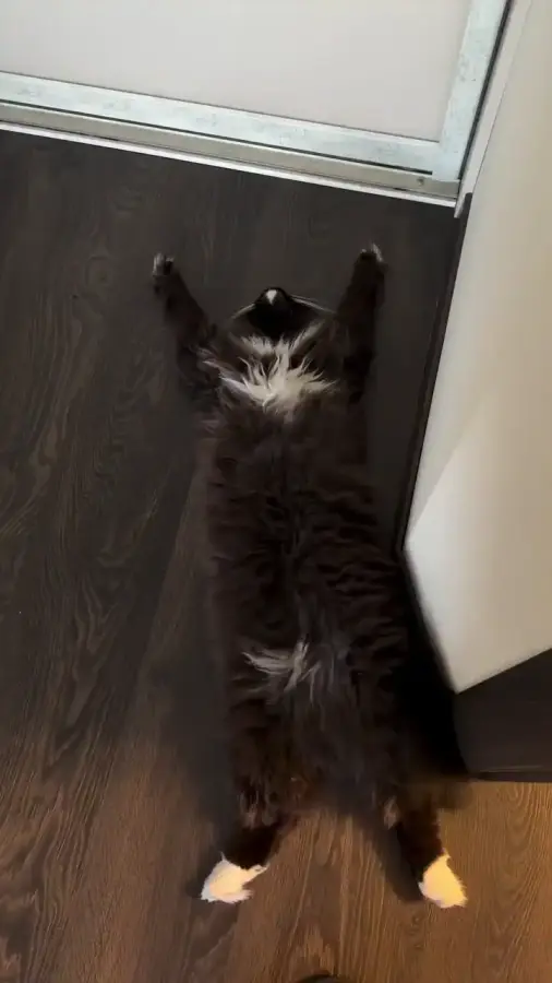 Котодракула