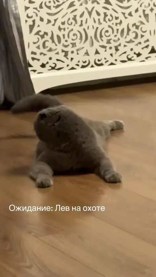 Лев на охоте