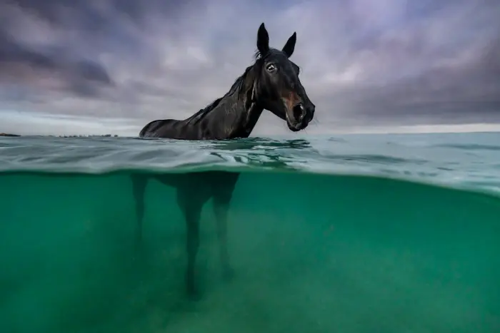 Лучшие друзья человека в кадре: 22 финалиста конкурса Pet Photography Awards 2026