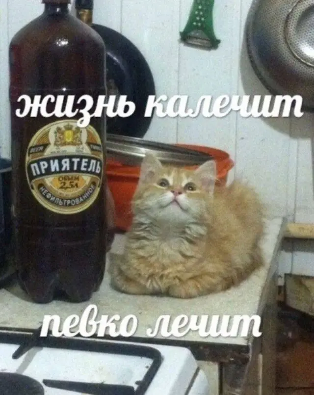 Лучшие мемы для хорошего настроения