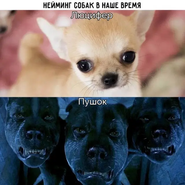 Мемы, шутки и картинки для поднятия настроения