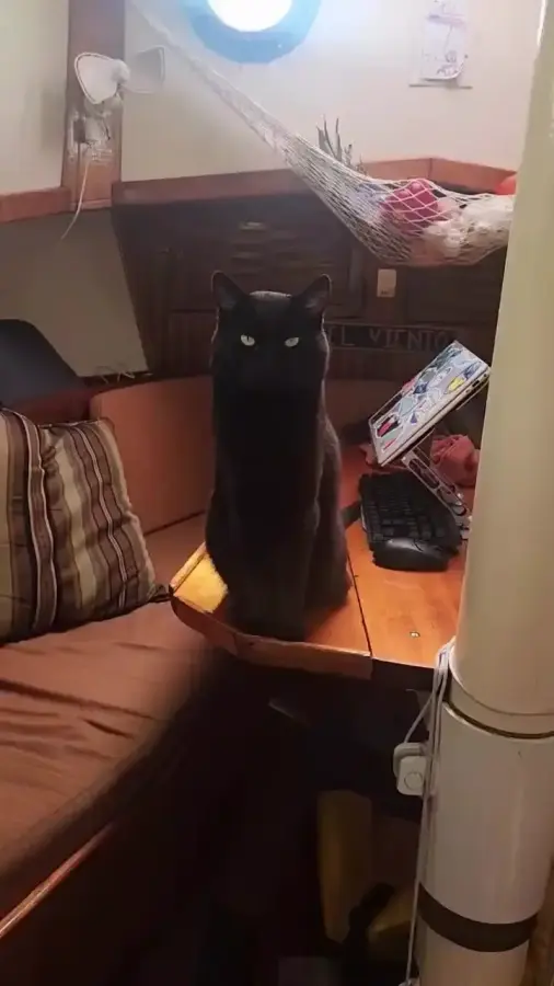 Морской котик